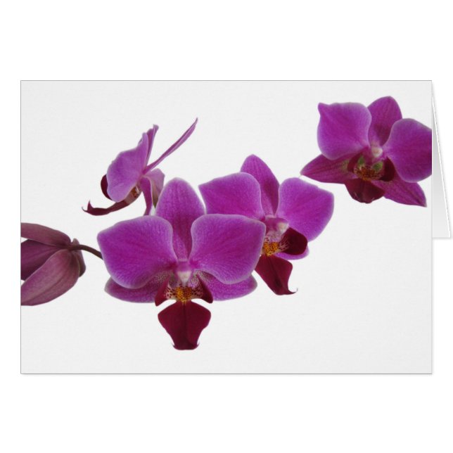 Orchid Hälsningskort (Framsidan Horizontal)