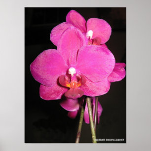 Orchid i blomaffisch poster