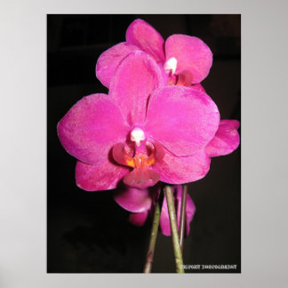 Orchid i Bloom Poster