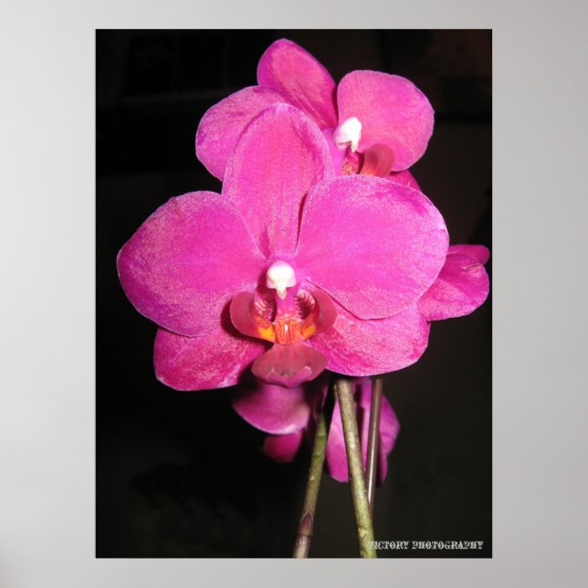 Orchid i Bloom Poster (Framsidan)