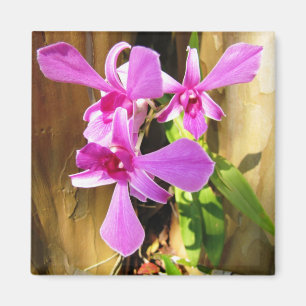 Orchid i Crepe Myrtle Träd Magnet