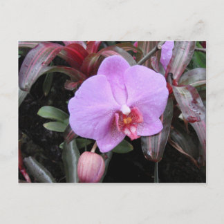 Orchid i Garden Vykort