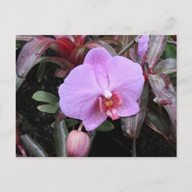 Orchid i Garden Vykort (Framsida)
