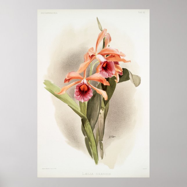 Orchid Illustrated Poster (Framsidan)