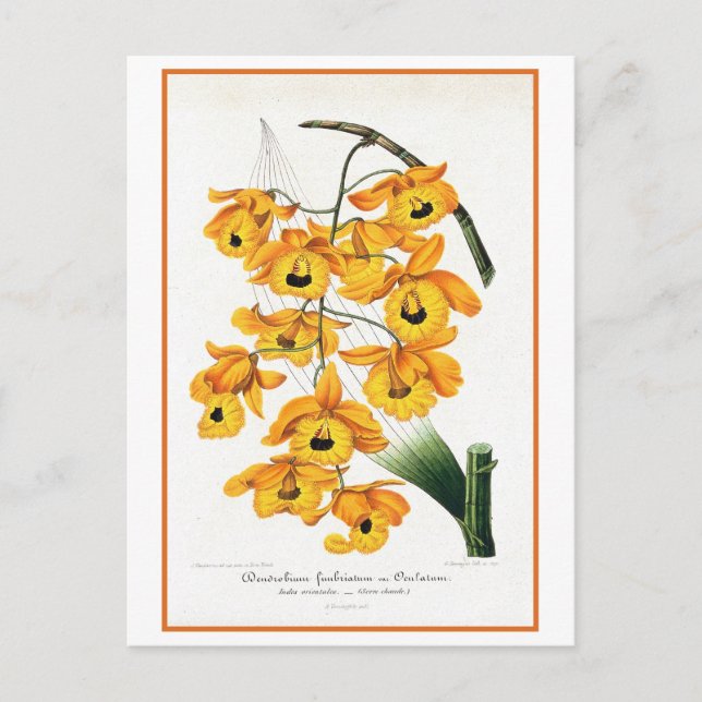 Orchid Illustration av tropisk Gult Vykort (Framsida)