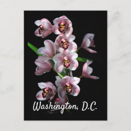 Orchid Insanity on Black, Washington, D.C. Vykort