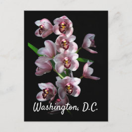 Orchid Insanity on Black, Washington, D.C. Vykort