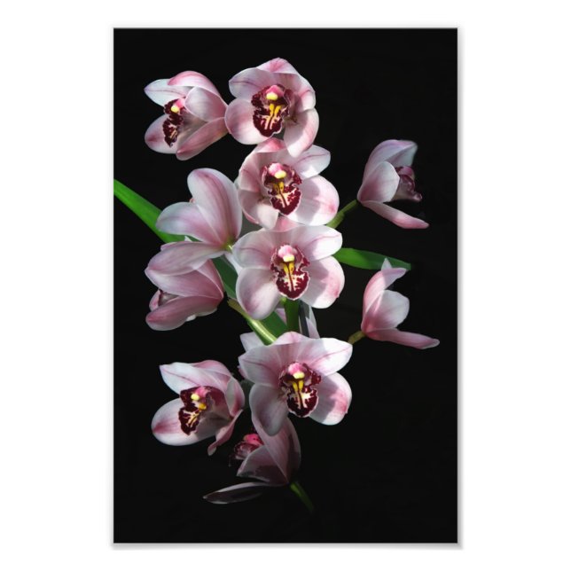 Orchid Insanity på svart Fototryck (Framsidan)