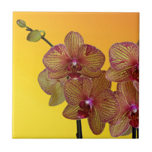 orchid kakelplatta