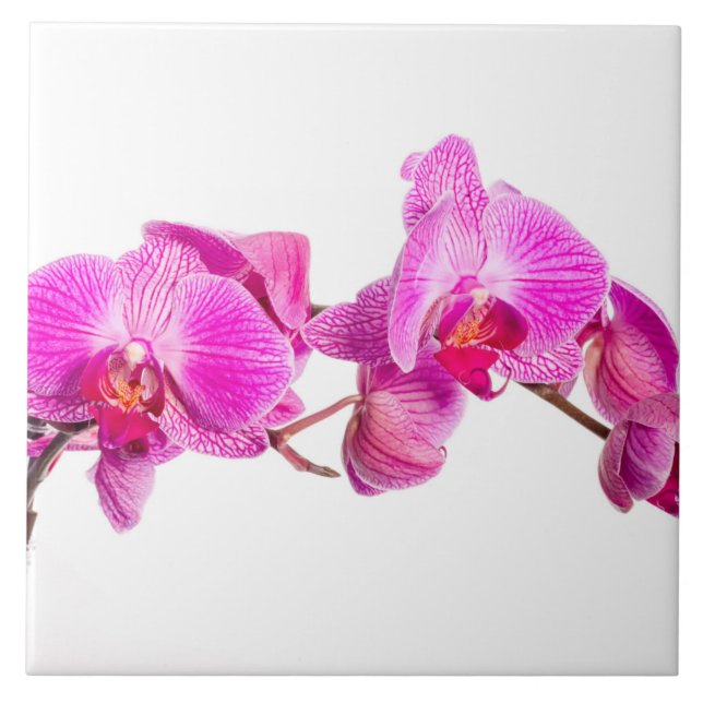 Orchid Kakelplatta (Framsidan)