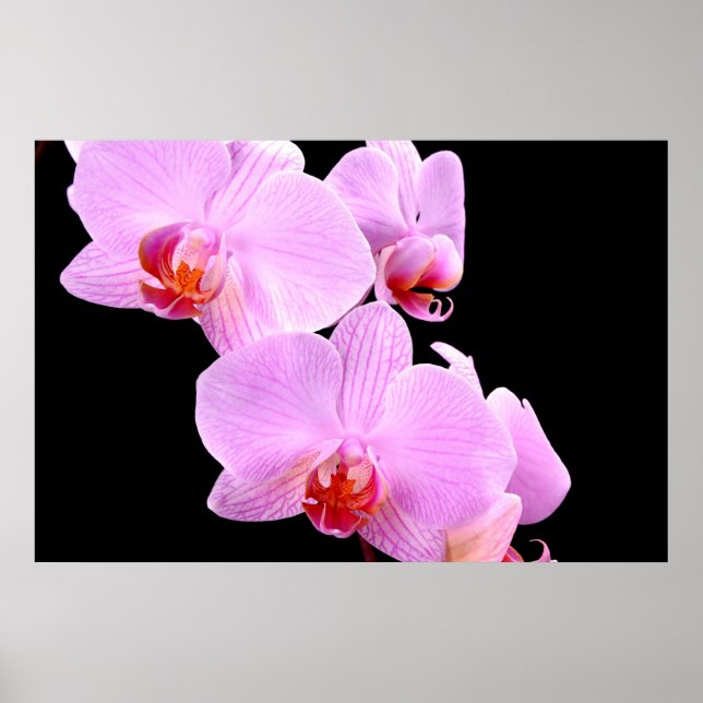 Orchid Kärlek Poster (Framsidan)