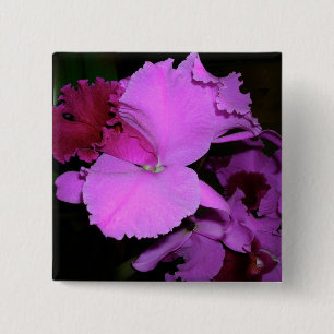 Orchid Knapp