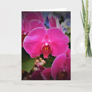 Orchid, kort