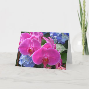 Orchid, kort