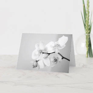 Orchid Kort