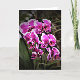 Orchid, kort