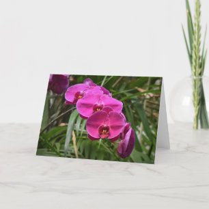 Orchid, kort