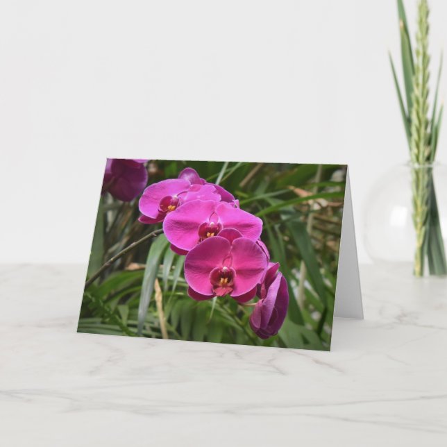 Orchid, kort (Framsida)