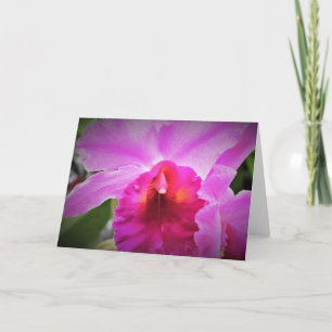 Orchid, kort