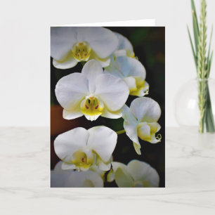 Orchid, kort