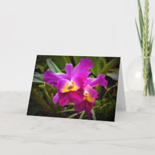 Orchid, kort
