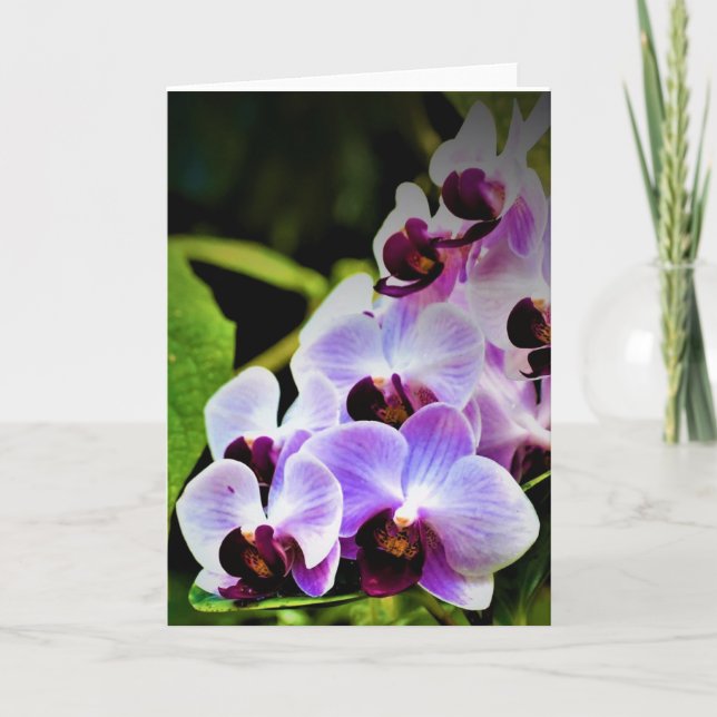 Orchid, kort (Framsida)