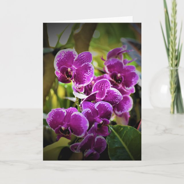 Orchid, kort (Framsida)
