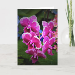 Orchid, kort
