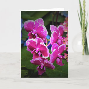Orchid, kort