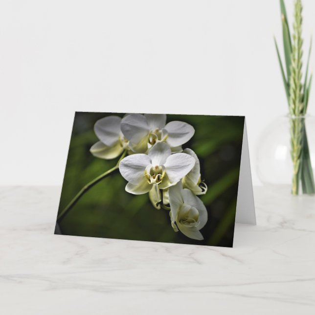 Orchid, kort (Framsida)