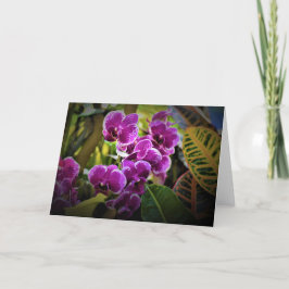 Orchid, kort