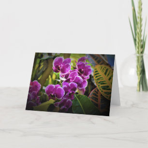 Orchid, kort