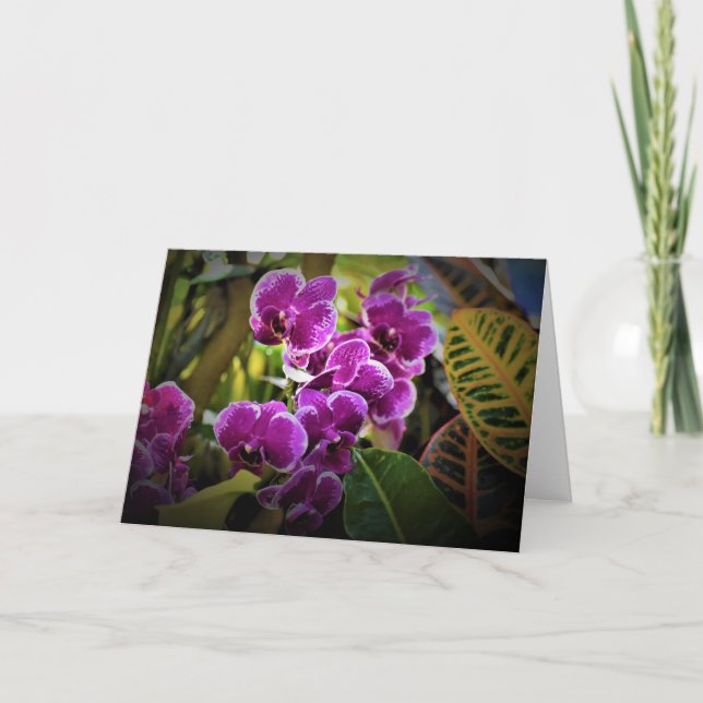 Orchid, kort (Framsida)