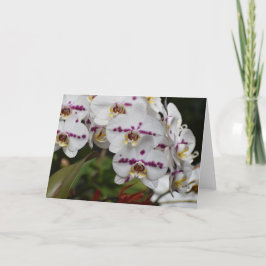 Orchid, kort