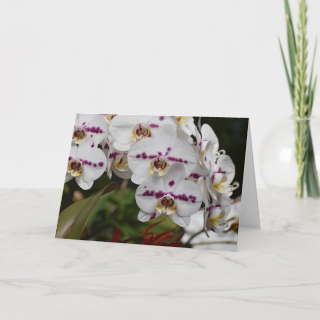 Orchid, kort (Framsida)