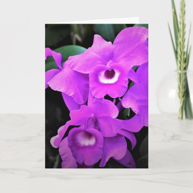 Orchid, kort (Framsida)