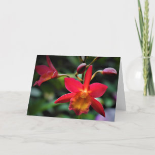 Orchid, kort