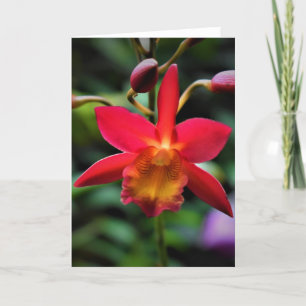 Orchid, kort
