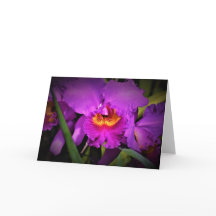 Orchid, kort