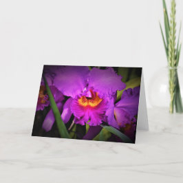 Orchid, kort