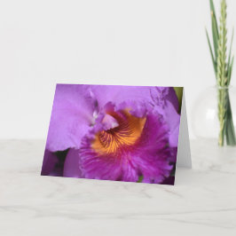 Orchid, kort