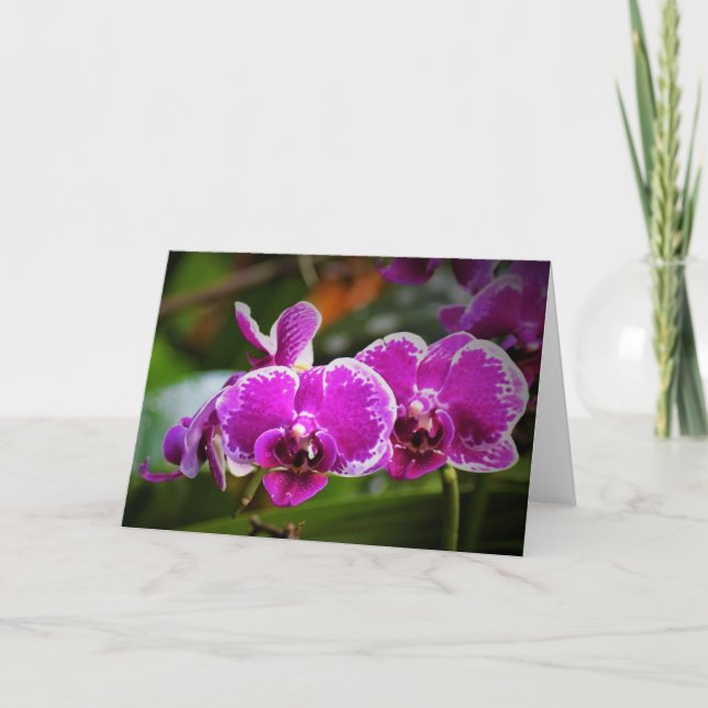 Orchid, kort (Framsida)
