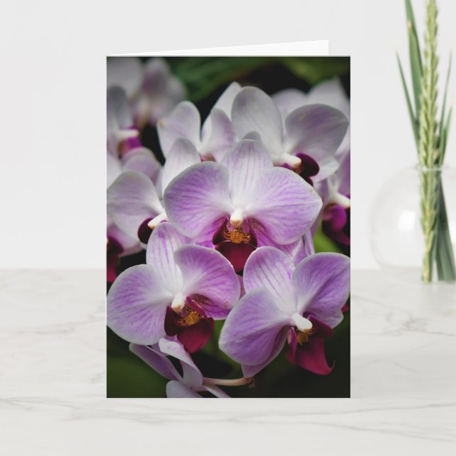 Orchid, kort (Framsida)