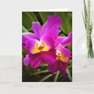 Orchid, kort