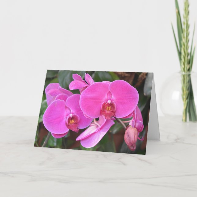 Orchid, kort (Framsida)