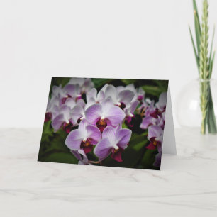 Orchid, kort