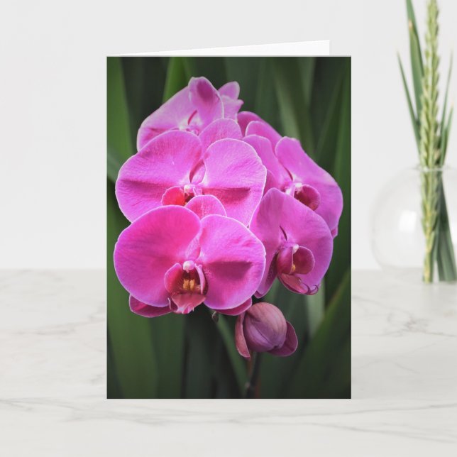 Orchid, kort (Framsida)