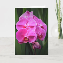 Orchid, kort