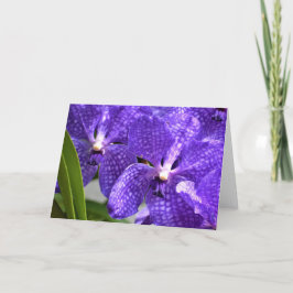 Orchid, kort