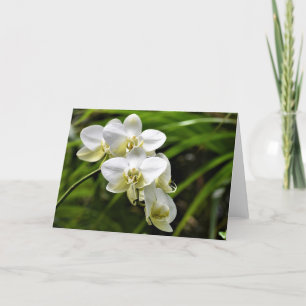 Orchid, kort
